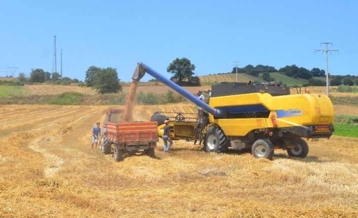 Bafra Ovası’nda buğday hasadı başladı