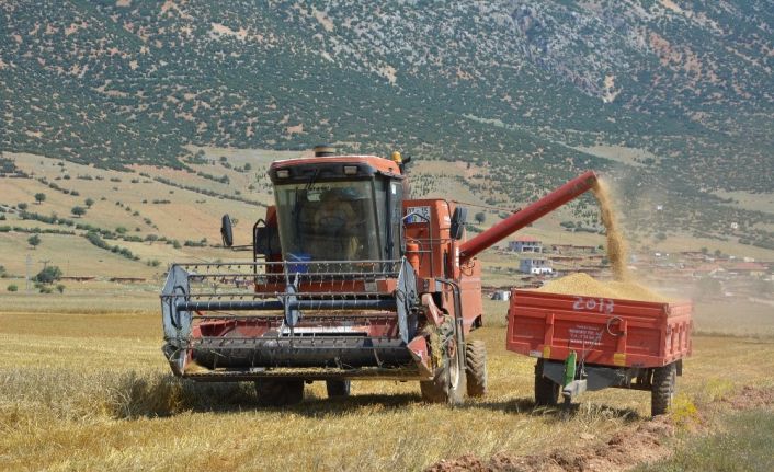 Buğday hasatı başladı