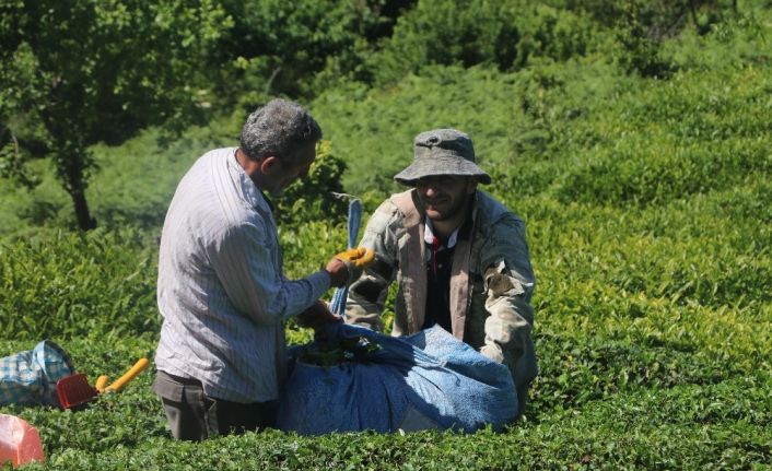 Çaykur Mayıs ayı yaş çay bedellerini ödemeye başladı