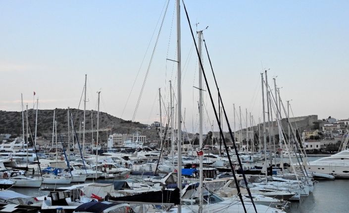 Çeşme Marina, deniz patlıcanlarına ev sahipliği yapıyor