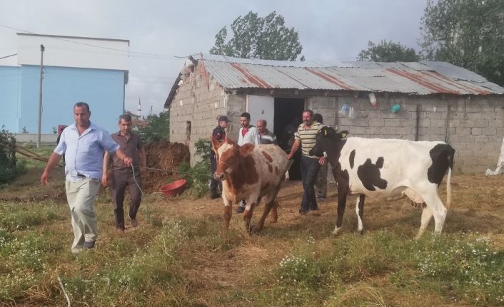 Dedektif muhtar çalıntı inekleri buldu