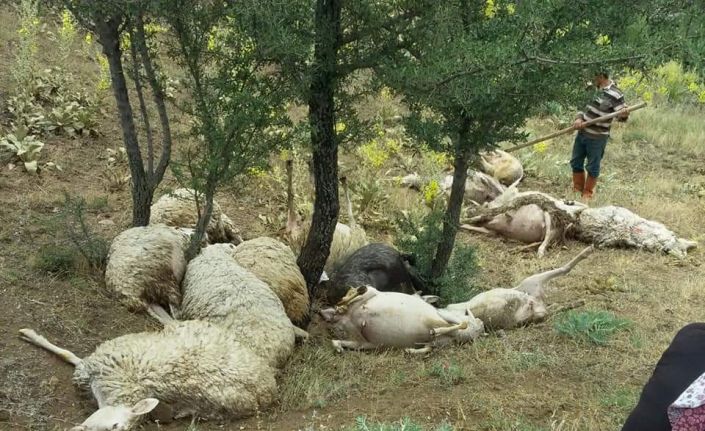 Denizli’de üzerine yıldırım düşen 15 koyun telef oldu