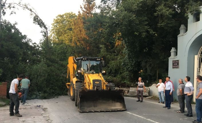 Devrilen ağaç Sakarya - Kocaeli arasında ulaşımı sağlayan yolu kapattı