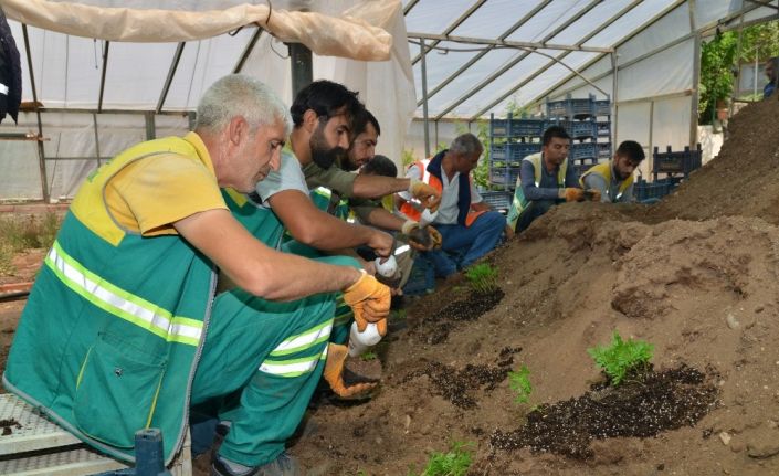 Diyarbakır’da fidanlık alanında 360 bin yazlık çiçek üretildi