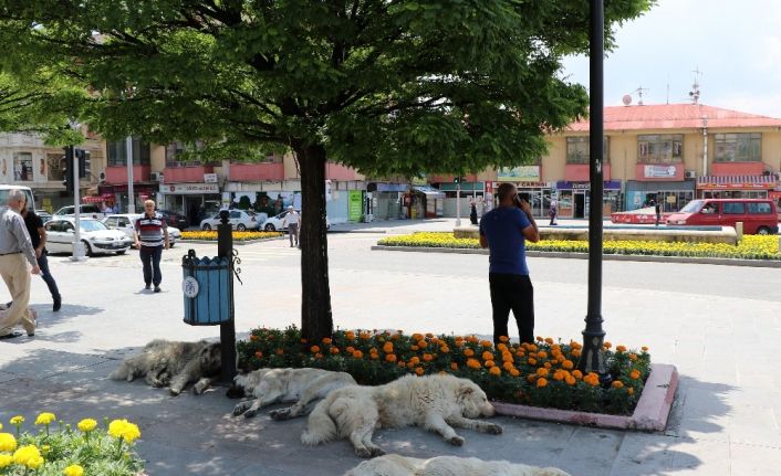 Doğu’da sıcaklık artıyor