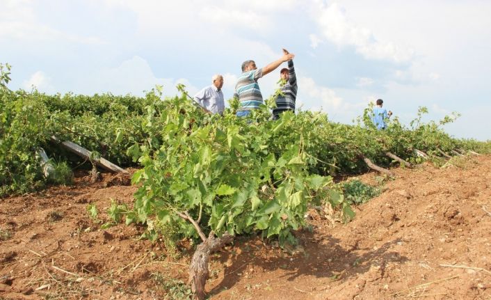 Dolu ile birlikte rüzgar vurdu bağlar yan yattı