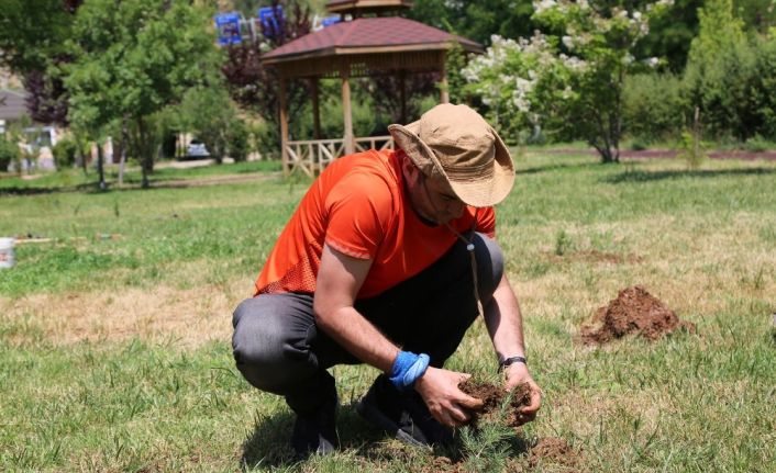 Gezgin oldu, il il gezip fidan dikiyor