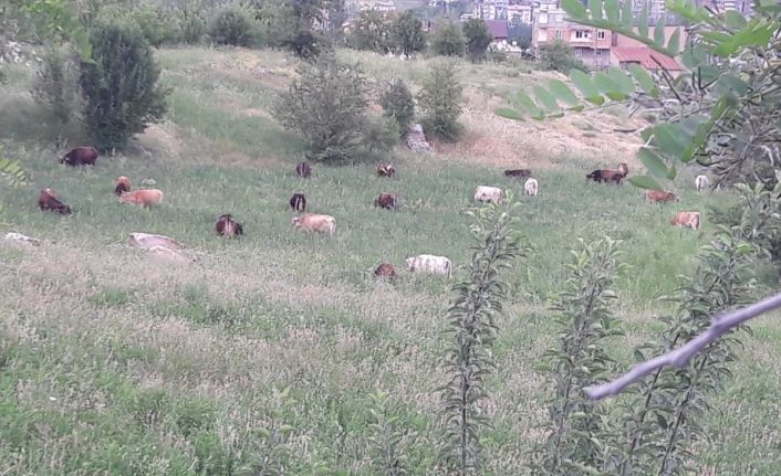 Hakkari’de başıboş hayvan sorunu