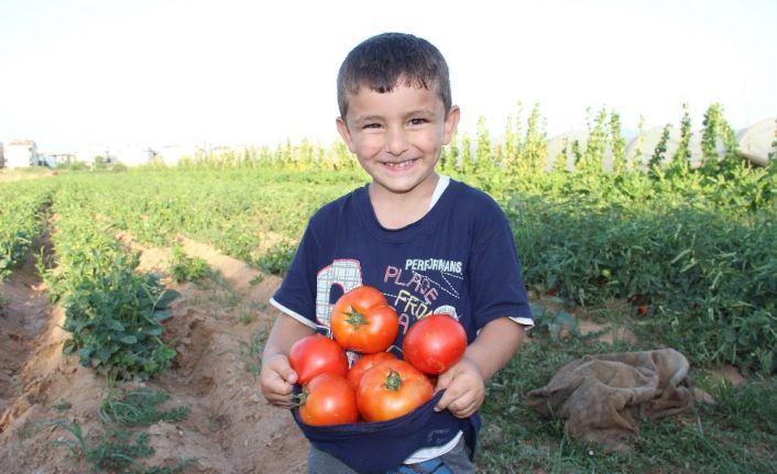 Havalar ısındı, üreticinin yüzü güldü