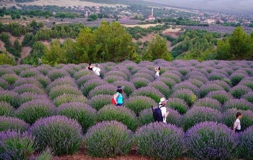 Isparta’da Lavanta Günleri hazırlık toplantısı