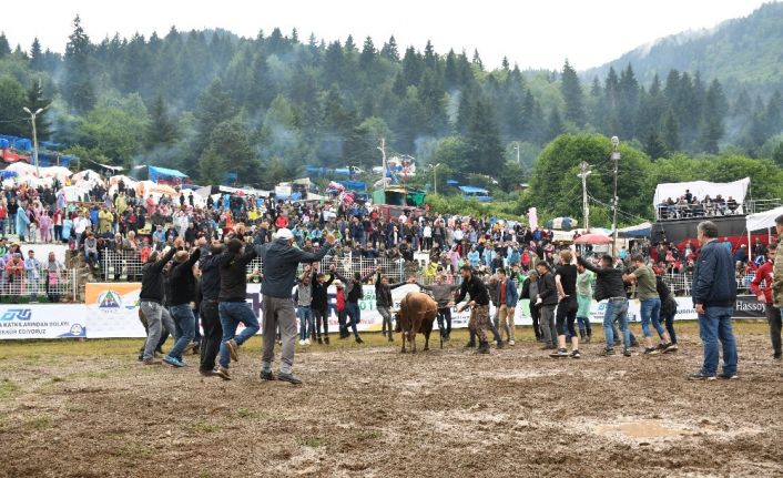 Kafkasör yaylası boğa güreşleri başladı