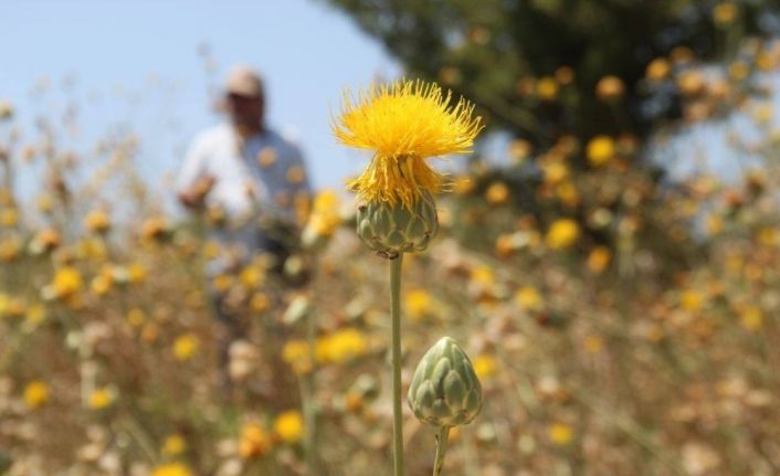 Kuşadası Tüllüşahı için koruma eylem planı toplantısı yapıldı