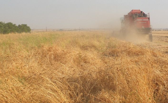 Mardin’de hububatçılar ithalata sınırlama bekliyor