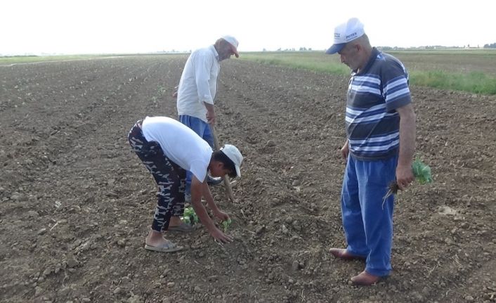 Muş’ta lahana ekimine başlandı