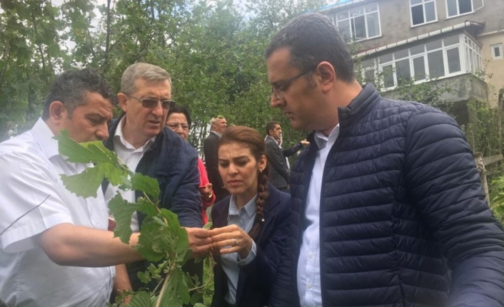 Ordu’daki dolu yağışı sonrası hasar tespit çalışmaları başladı