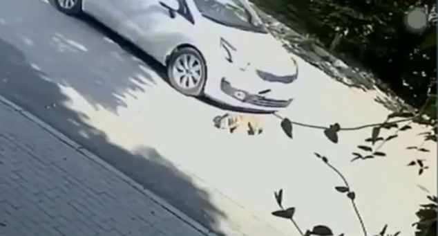 Otomobilin köpeği ezdiği anlar güvenlik kamerasında