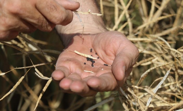 (Özel Haber) Trakya’nın  ‘sarı gelini’ için hasat zamanı