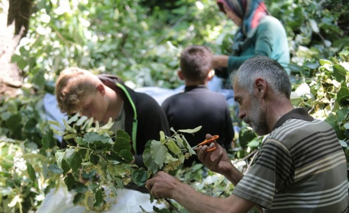 (Özel) Türkiye’nin en büyük ıhlamur ormanlarında hasat başladı