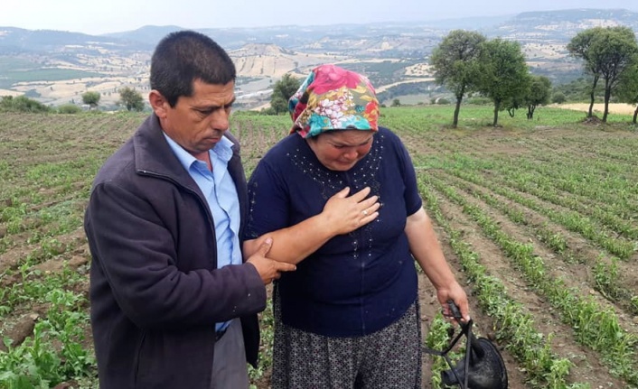 Selendi’de etkili olan dolu yağışı tarım arazilerini vurdu