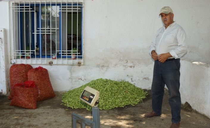 Tezgahta 15 TL’ye kadar satılan bamya yüz güldürdü