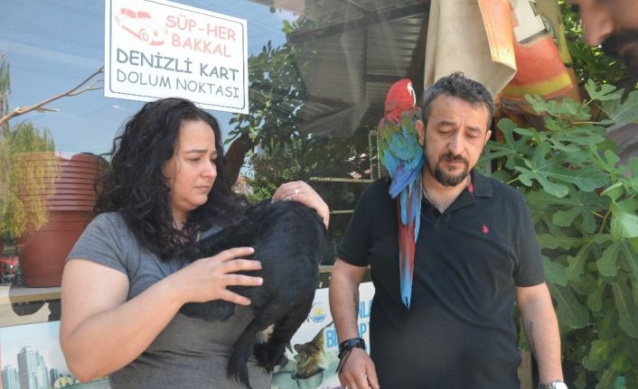 Vicdansız sürücü köpeği böyle ezdi