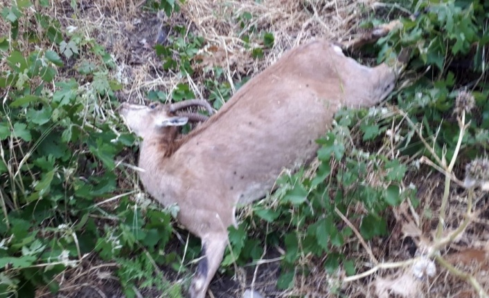 Yüksekova’da silahla vurulmuş dağ keçisi bulundu