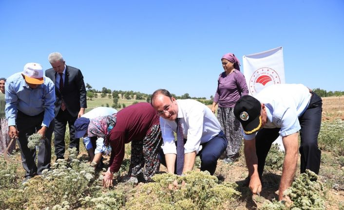 Başkan Örki, çiftçilerle ilk kekik hasadını yaptı