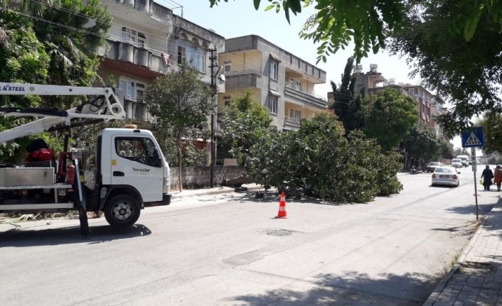 Devrilen dev incir ağacı yolu kapladı