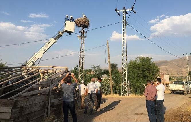 Elazığ’da yavru leylekler kurtarıldı