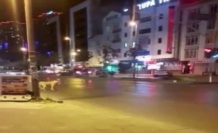 Esenyurt’ta kırmızı ışıkta bekleyen köpek kameralara yansıdı