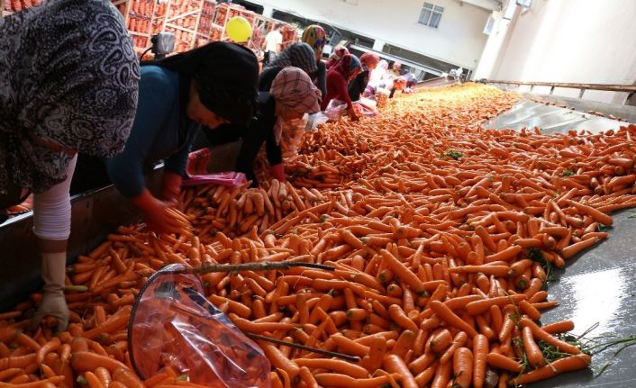 Havucun merkezi Konya’da hasat yapılıyor