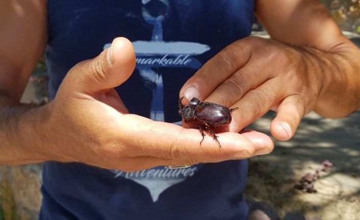 Karabük’te gergedan böceği bulundu