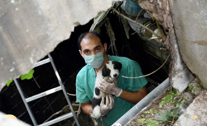 Kuyuya düşen köpek yavrularını beledi ekipleri kurtardı