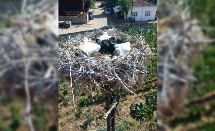 Mahsur kalan leylekleri TREDAŞ ekipleri kurtardı