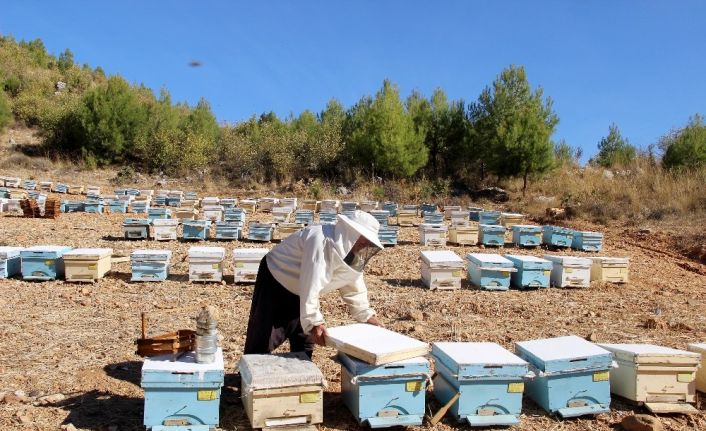 Muğla 3,5 milyon arı kovanını ağırlıyor