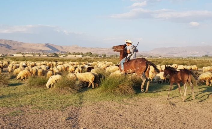 (Özel) Orta Asya’nın bozkırları değil, Erciyes Dağı’nın etekleri