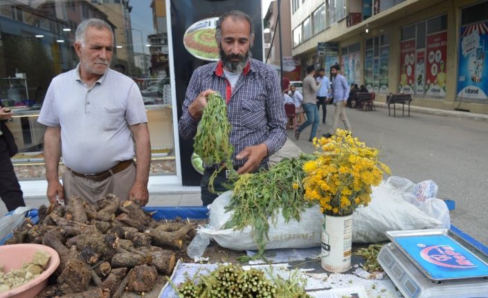 Şifa Arayanlar ‘Civanperçemine’ ilgi gösteriyor