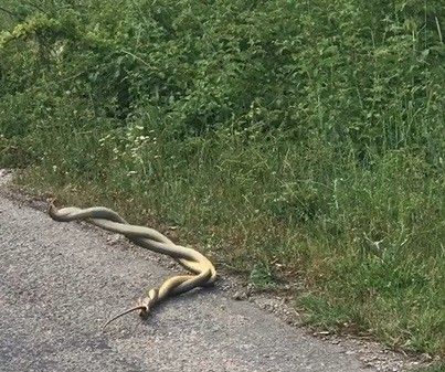 Tokat’ta yılanların dansı görüntülendi