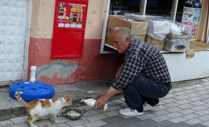 Veteriner Hekim, işyerinin önünde sokak hayvanlarını besliyor