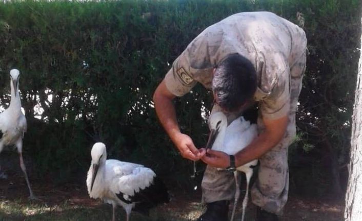 Yangından kurtarılan yavru leyleklere jandarma şefkati