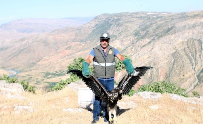 Yaralı kaya kartalı tedavi edilerek doğaya salındı