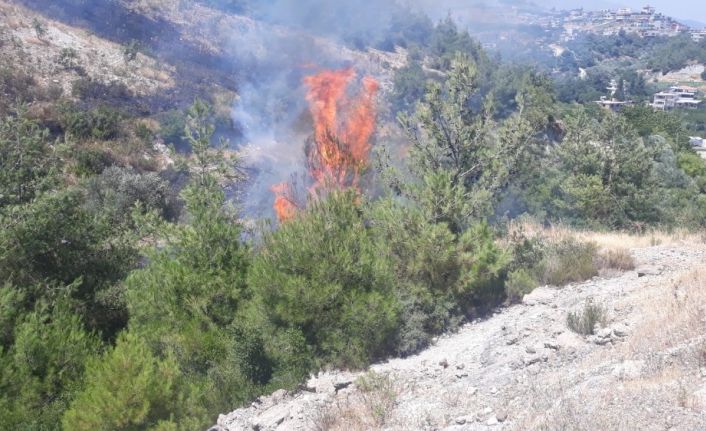 Zeytinlikte başlayan yangın ormana sıçradı