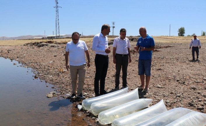 250 bin pullu sazan yavrusu Kalecik Barajı’na bırakıldı