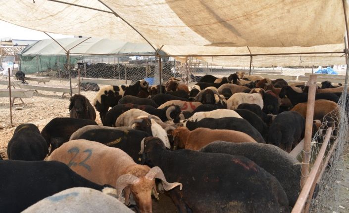 Akdeniz’de kurban satış ve kesim yerleri hazırlandı