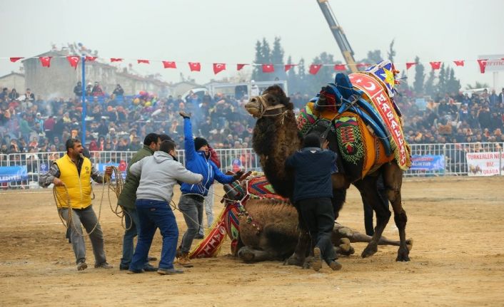 Aydın deve güreşleri Londra’da tanıtıldı