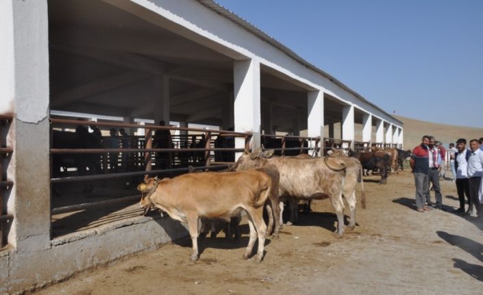 Bulanık’ta kurbanlık satışlarında durgunluk