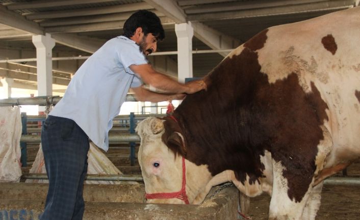 Erzurum kurban pazarının gözdesi “Paşa”