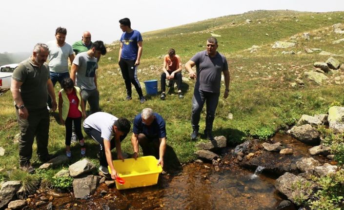 Giresun’da dereler balıklandırılıyor