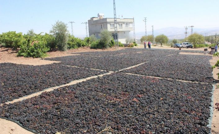 ‘Horoz karası’ cinsi üzüm kurutulmaya başlandı