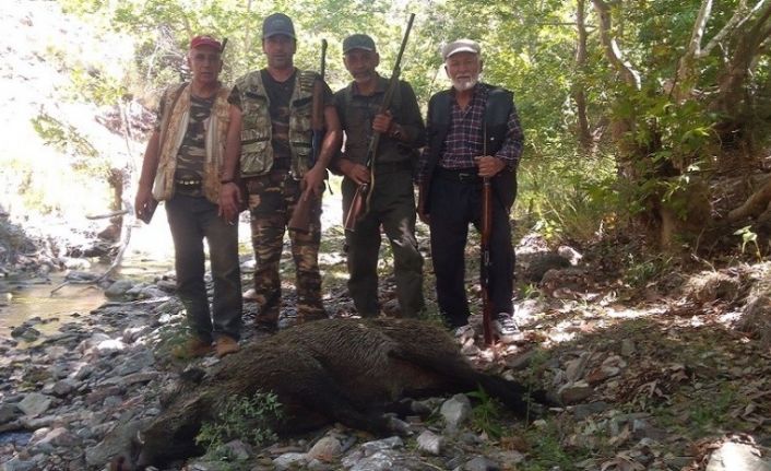 Karaman’da yaban domuzlarına karşı sürek avları devam ediyor